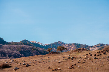 picturesque natural picture with snow-capped mountain peaks and mountains, autumn bare trees, blue sky, snow lies on the mountain tops, animals cows sheep on a self-walk, atmospheric picture
