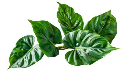 A leafy green plant with five leaves