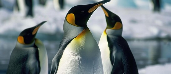 Portrait of penguins playing on the snow-covered sea - obrazy, fototapety, plakaty