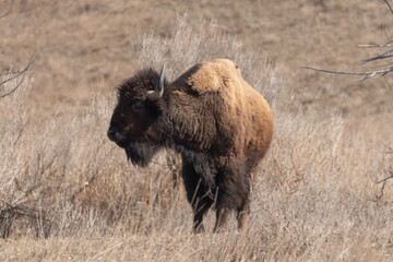 Single Adult American Bison Grazing on grass on the prairies in Spring 