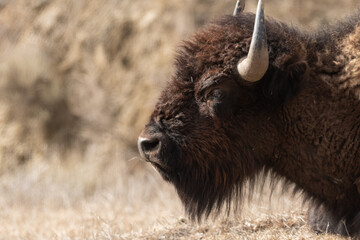 Closeup of an American Bison on the Prairies in Springtime 