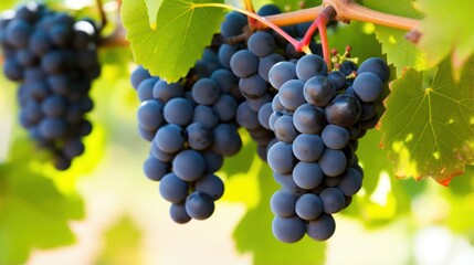 Ripe grapes hanging on the vine in a vineyard