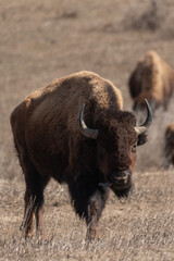 American Bison Grazing on the Prairies of Theodore Roosevelt National Park in Springtime - obrazy, fototapety, plakaty