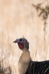 Wild Turkey on the Prairies of Theodore Roosevelt National Park 
