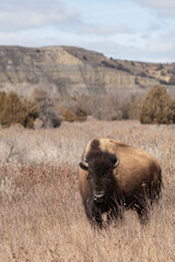 American Bison in the Badlands of Theodore Roosevelt National Park in Springtime  - obrazy, fototapety, plakaty