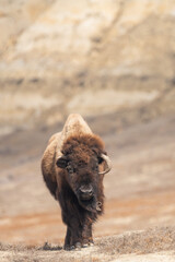 Single Adult American Bison Grazing on grass on the prairies in Spring 