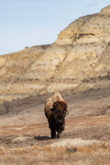 Lone American Bison with the Landscape of Theodore Roosevelt National Park in the background in springtime - obrazy, fototapety, plakaty