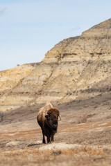 Lone American Bison with the Landscape of Theodore Roosevelt National Park in the background in springtime