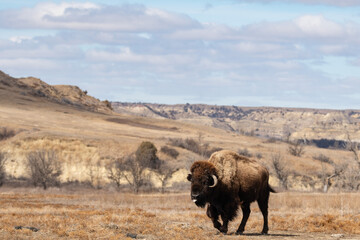 Lone American Bison with the Landscape of Theodore Roosevelt National Park in the background in springtime