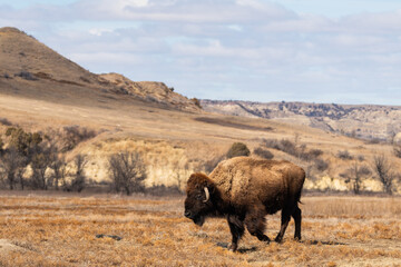 Lone American Bison with the Landscape of Theodore Roosevelt National Park in the background in springtime