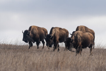 Four Bison Walk across the Prairies in Roosevelt National Park in Spring 