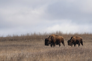 Cow and calf American Bison on the Prairies of Theodore Roosevelt National Park in Spring  - obrazy, fototapety, plakaty