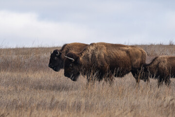 Three American Bison on the Prairies of Theodore Roosevelt National Park in Spring  - obrazy, fototapety, plakaty