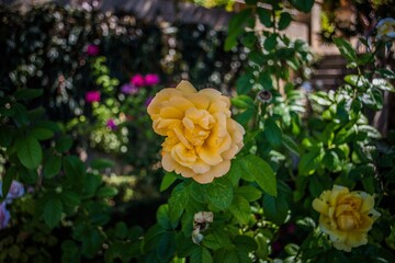 A yellow flower is in the foreground of a garden