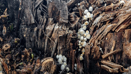 Growing mushrooms on dead trunk