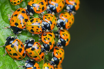 fuzzy picture More than 5000 species of ladybugs (Coccinellidae) are insects that humans have...