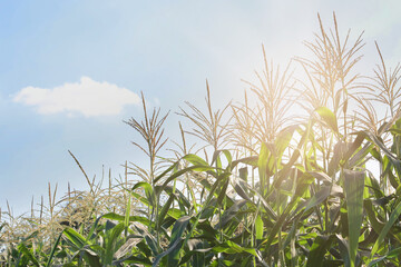Sweet Corn Field with Blue Sky Background