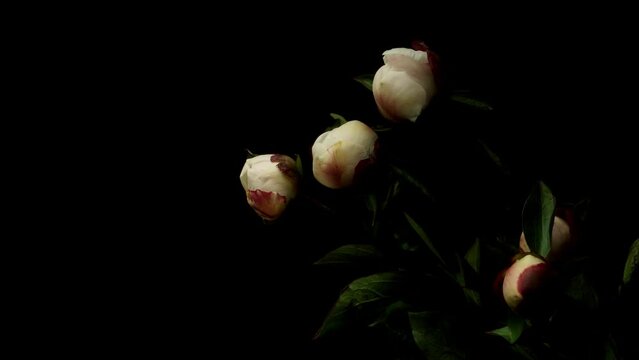 Time-lapse video of white peony flowers blooming