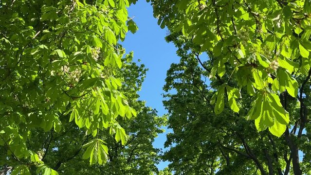 Green foliage conker tree, buckeye, aesculus hippocastanum, horse chestnut tree 