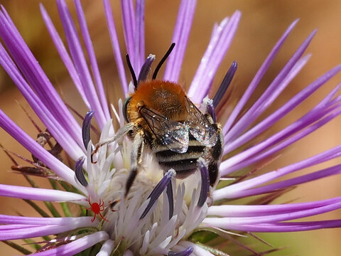 Green-eyed Flower Bee (Anthophora bimaculata), male 