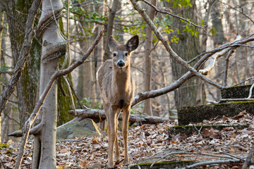 Solo deer standing in the woods during early spring