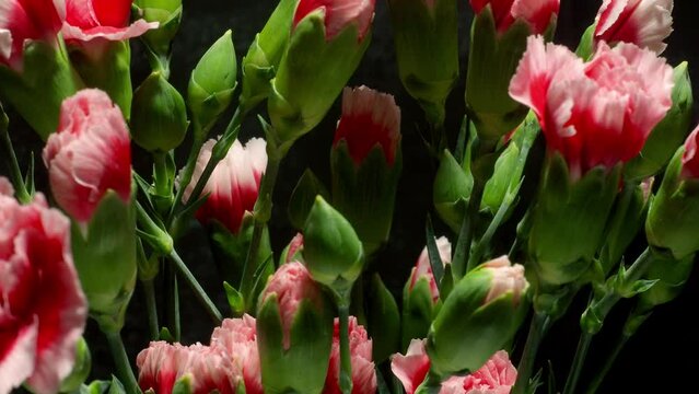 Time-lapse video of pink carnations (Dianthus) blooming