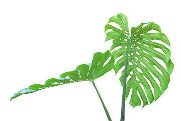 Tropical Green Leaves of Monstera Plant Isolated on White Background with Clipping Path