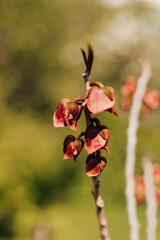 Blooming fruit garden tree. Spring Garden
