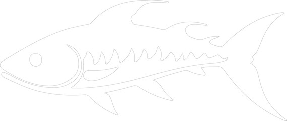 Fototapeta premium tarpon outline