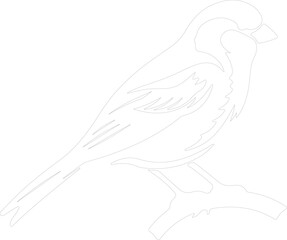 Fototapeta premium tree sparrow outline