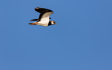 Northern Lapwing (Vanellus vanellus) in flight against the blue sky
