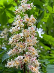 Flower blooming on tree