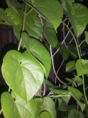 green leaves background