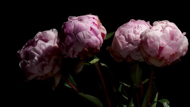 Time-lapse video of pink peony flowers blooming