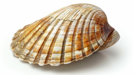Shell on White Surface with Shadow