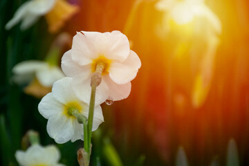 Daffodil with water droplets. Close up shot of daffodil in Emirgan Park. Daffodil lit by sunlight.