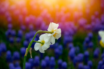 Daffodil with water droplets. Close up shot of daffodil in Emirgan Park. Daffodil lit by sunlight.