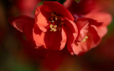 Close-up of the red blossoms of the quince. The yellow pollen in the center can be seen.