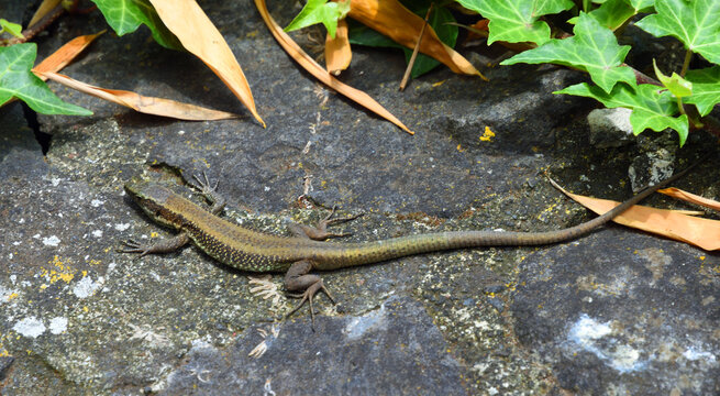 The Madeiran wall lizard (Teira dugesii)  a species of lizard in the family Lacertidae