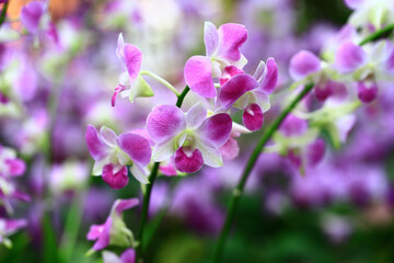 colorful Dendrobium or Orchid flowers blooming in the garden 

