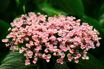 Hydrangea or Big-leaf Hyrdangea flowers blooming in the garden with green leaves
