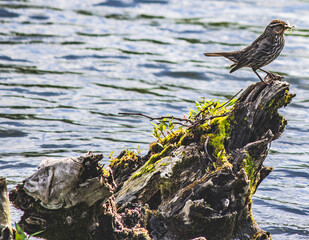 bird in the water