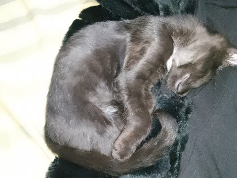 cat and mouse