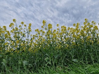 Agrarland. Rapsfeld. Krautige Pflanze. Gelbe Blüten. Duftblumen. Reich an Pollen. Bestäubung...