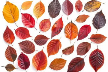 Obraz premium Colorful autumn leaves isolated on white background