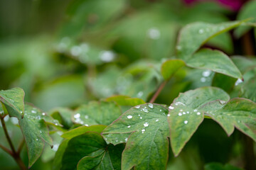 Raindrops in leaves during spring