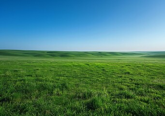 Obraz premium Vast green grassland under blue sky
