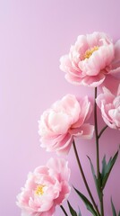 Four pink peony flowers on a pink background