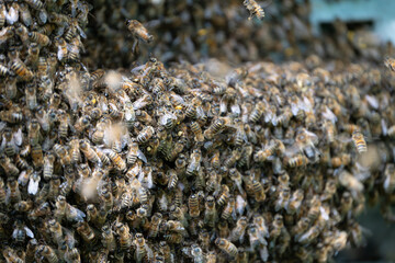 Swarm of Bees hanging outside of a bee hive