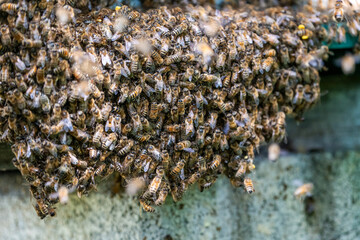 Swarm of Bees hanging outside of a bee hive